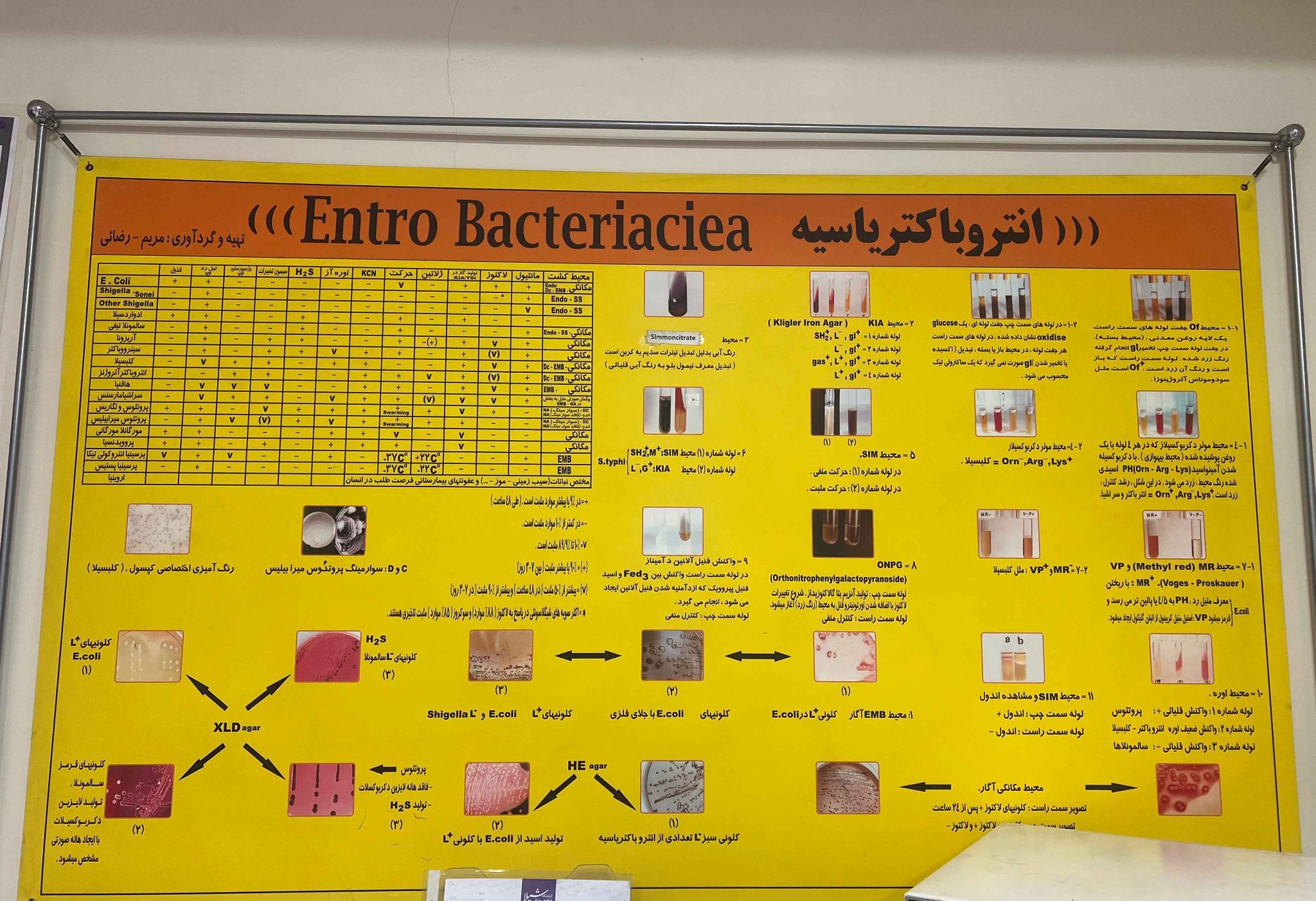 انتروباکتریاسه
